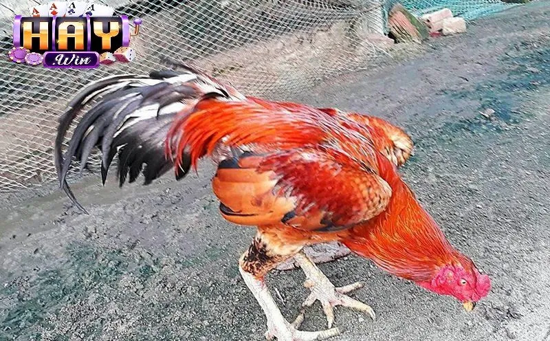 Khám phá về Đá Gà Cựa Sắt Haywin 