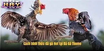Ưu Điểm Khi Tham Gia Qua Haywin